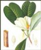 Magnolia Cortex P.E.